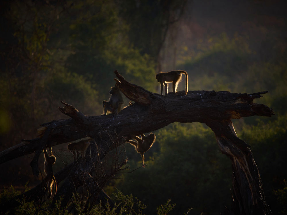 Great times in South Luangwa