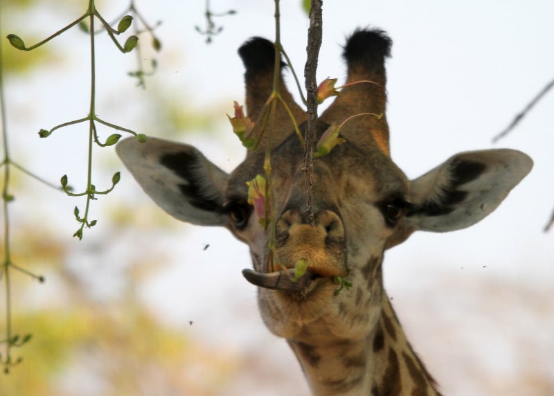 Personal Touch Safaris image 1396