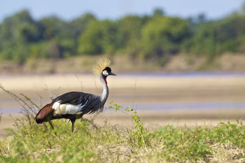 Beautiful birds of South Luangwa