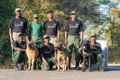 K9 unit at CSL Zambia
