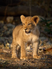 Explore and find wildlife