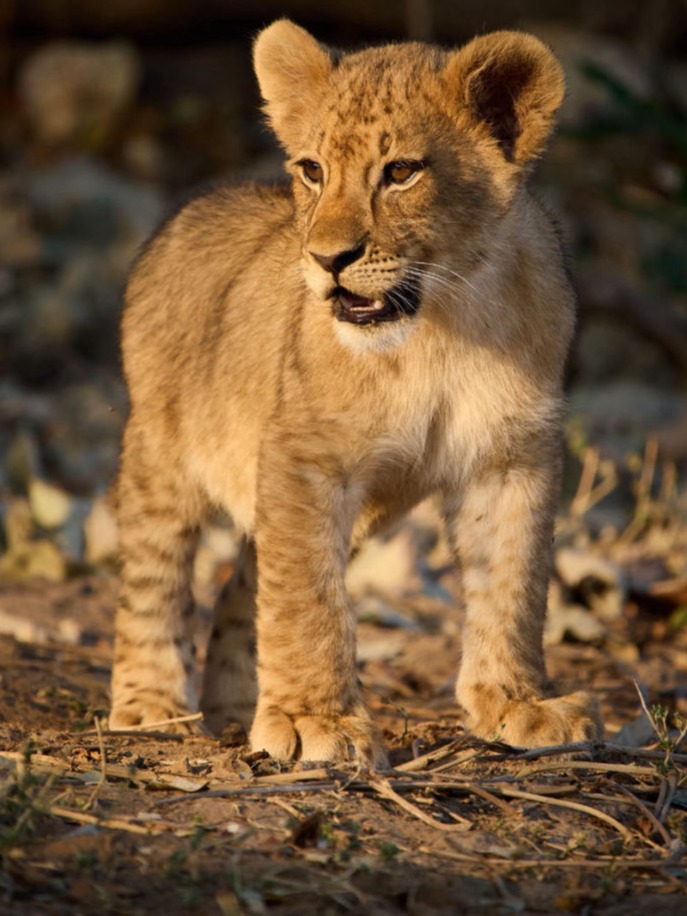 Personal Touch Safaris image 1429