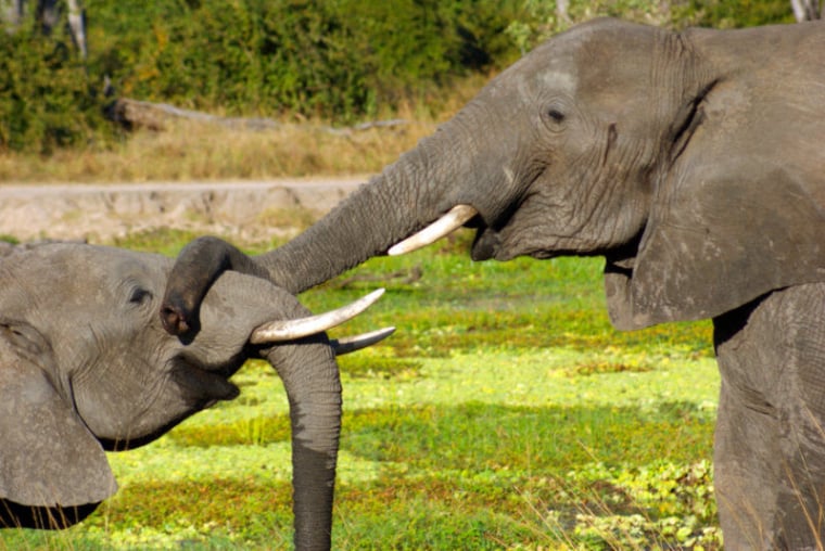 Personal Touch Safaris image 1374