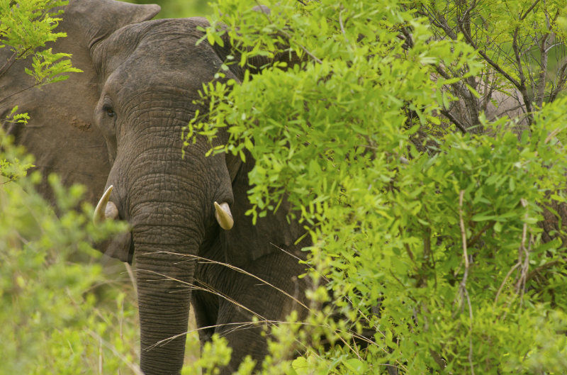 Patience on Safari