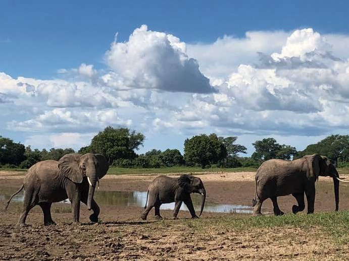 Elephants exploring