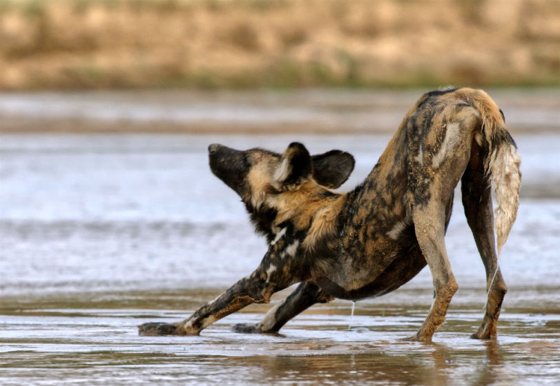 Flexibility on Safari