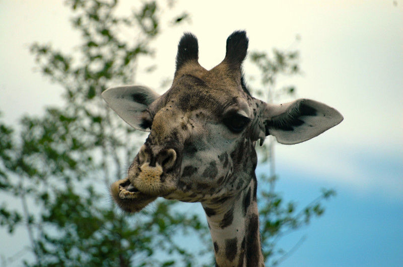 Safe on safari