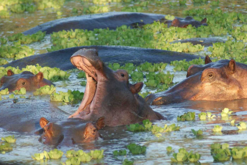 Quality 4x4 rentals South Luangwa