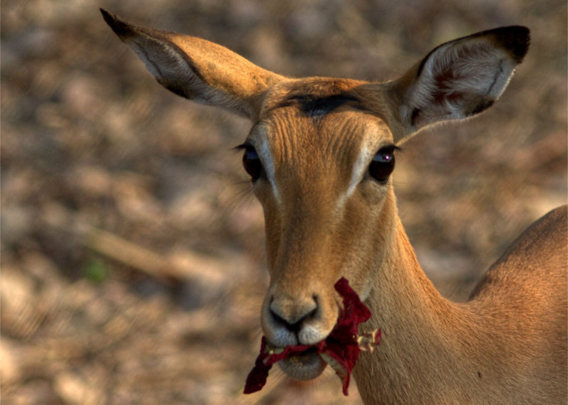Impala