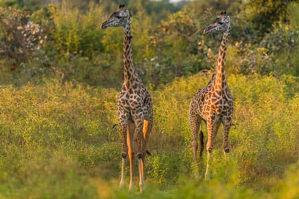 Thornicroft Giraffes