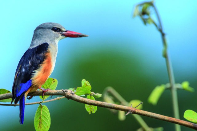 Birding in South Luangwa