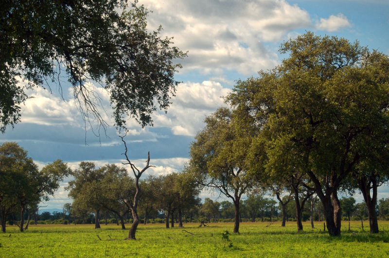 Landscape of South Luangwa