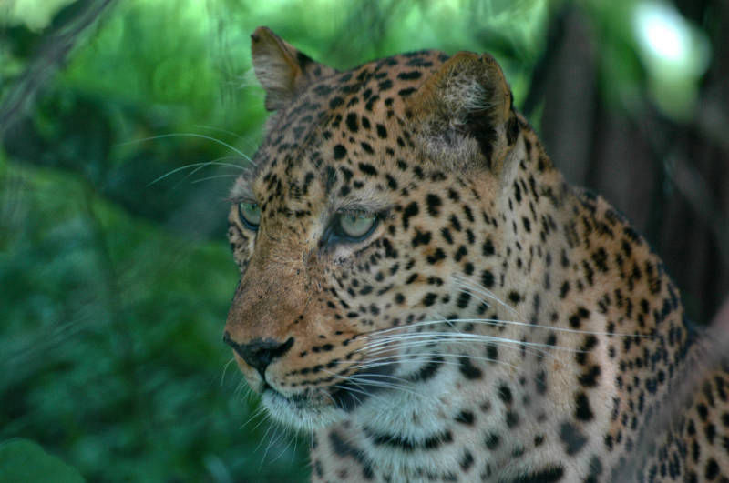 Get up close and personal with leopards