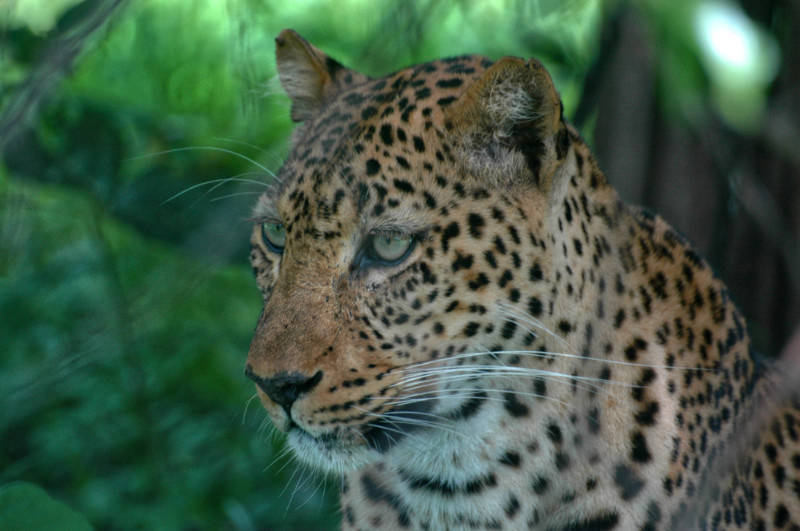 Get up close and personal with leopards