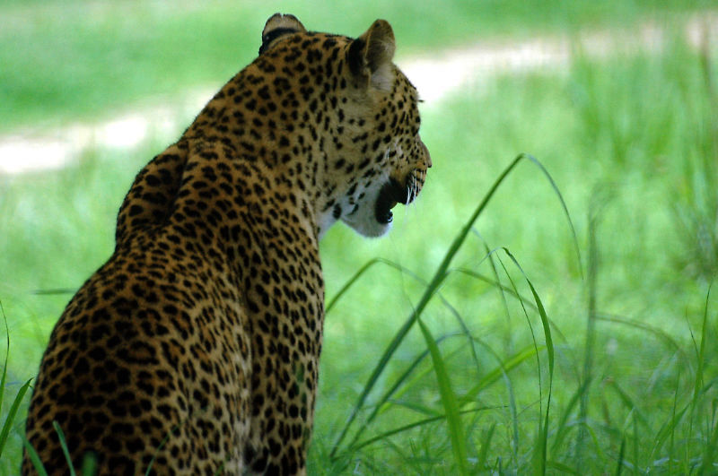 Luangwa Emerald Season