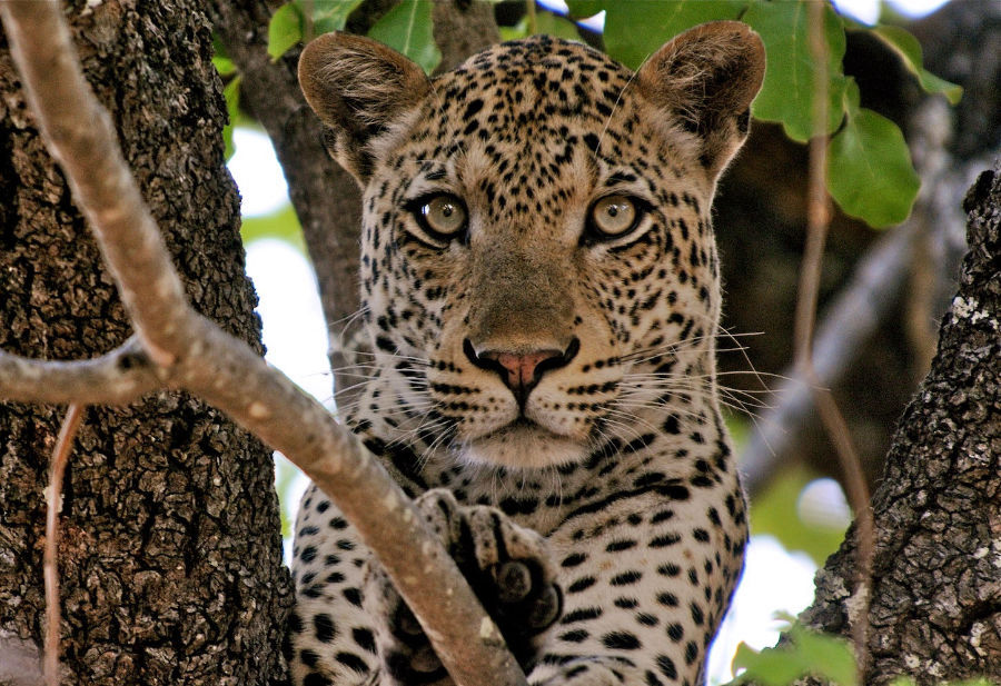 Leopard of South Luangwa