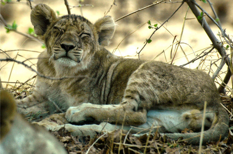 Relax in South Luangwa