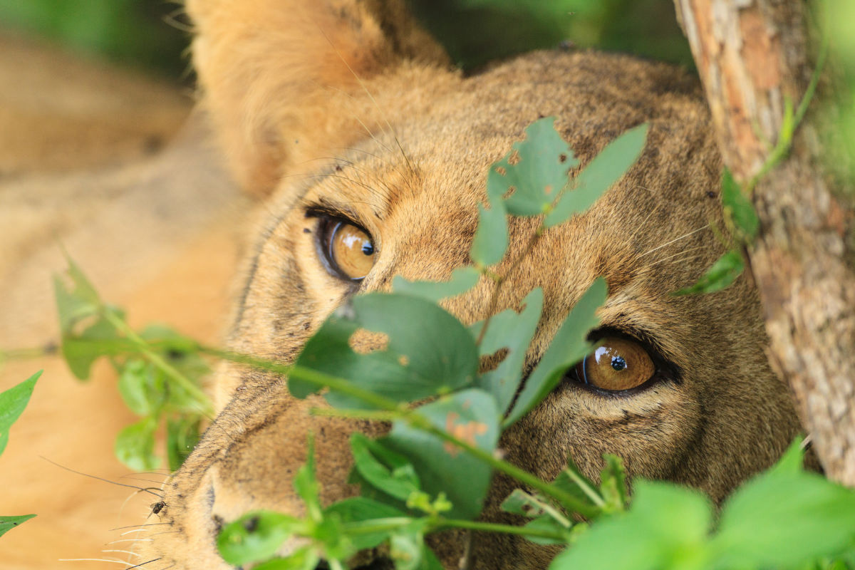 Lioness in greenery of South Luangwa