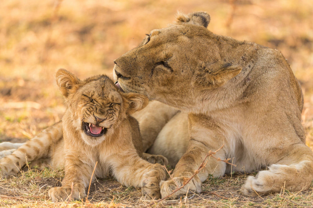 Personal Touch Safaris image 1428