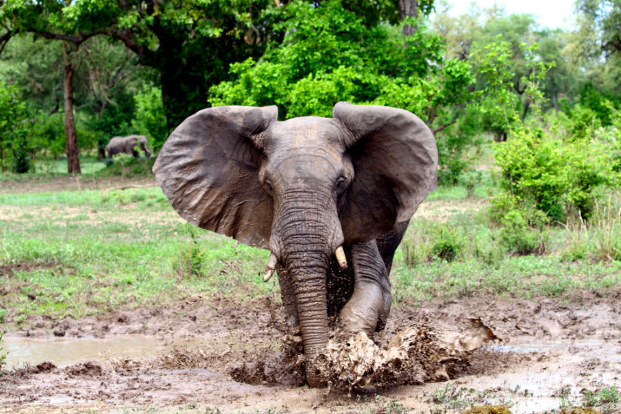 Personal Touch Safaris image 1421