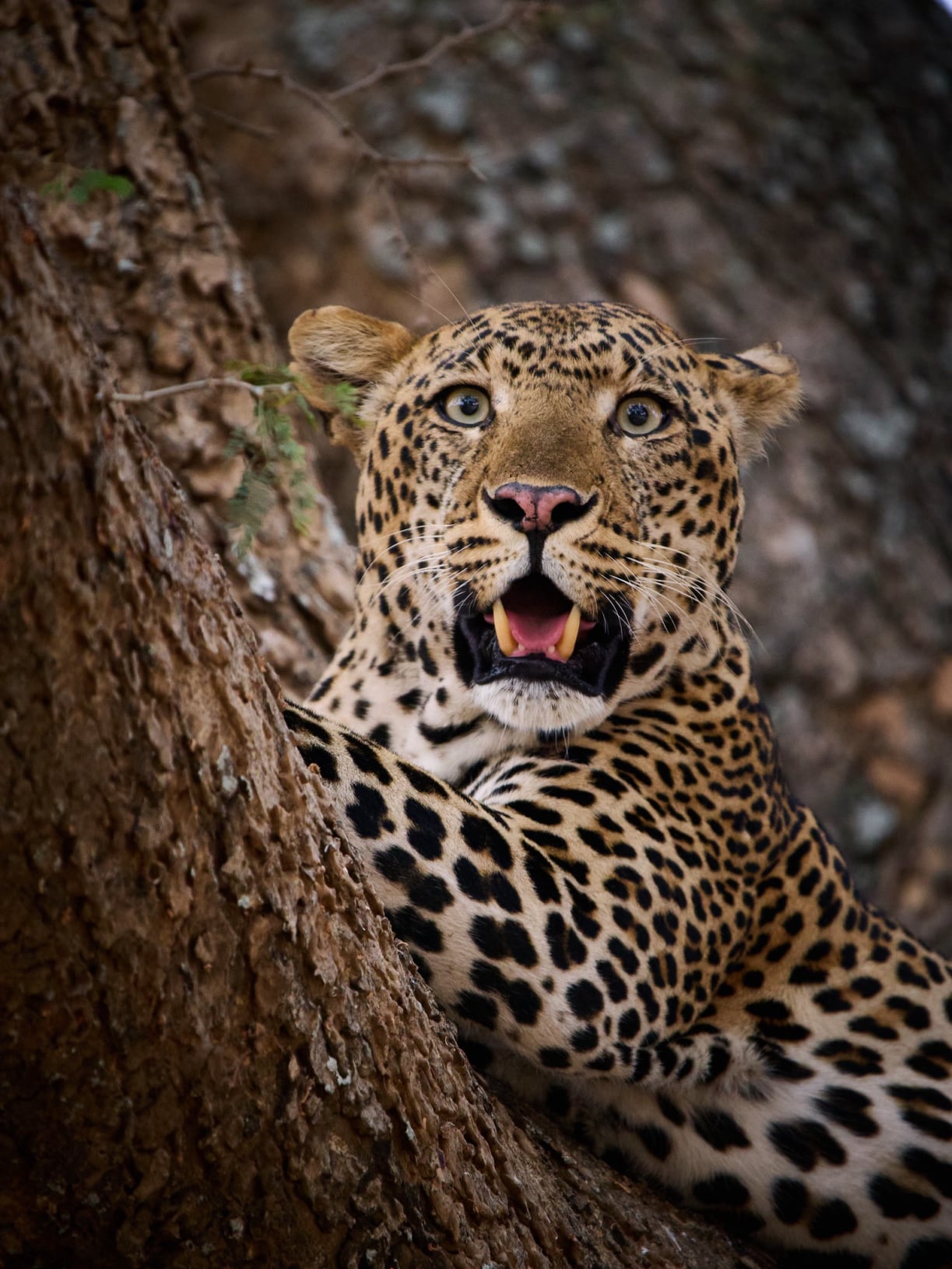 Wildlife & Scenery in Zambia, photo by Paul Slater
