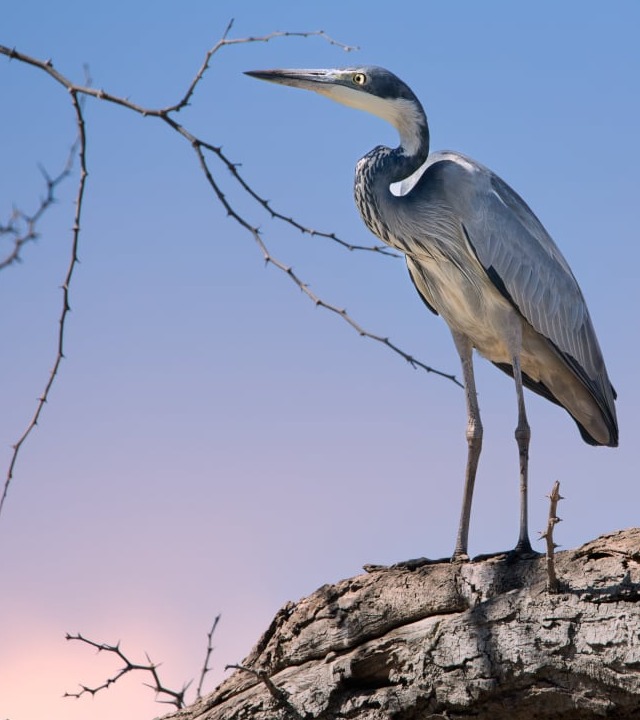 get that perfect shot