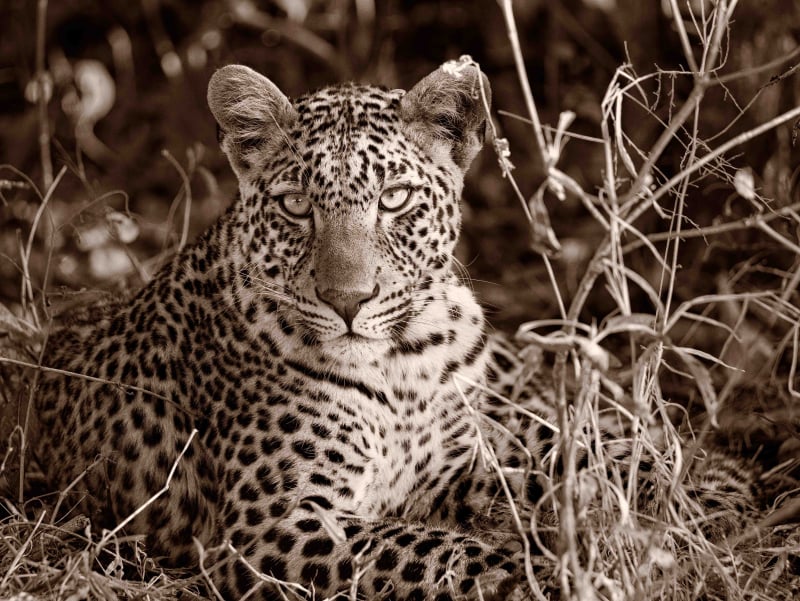 Searching for leopards