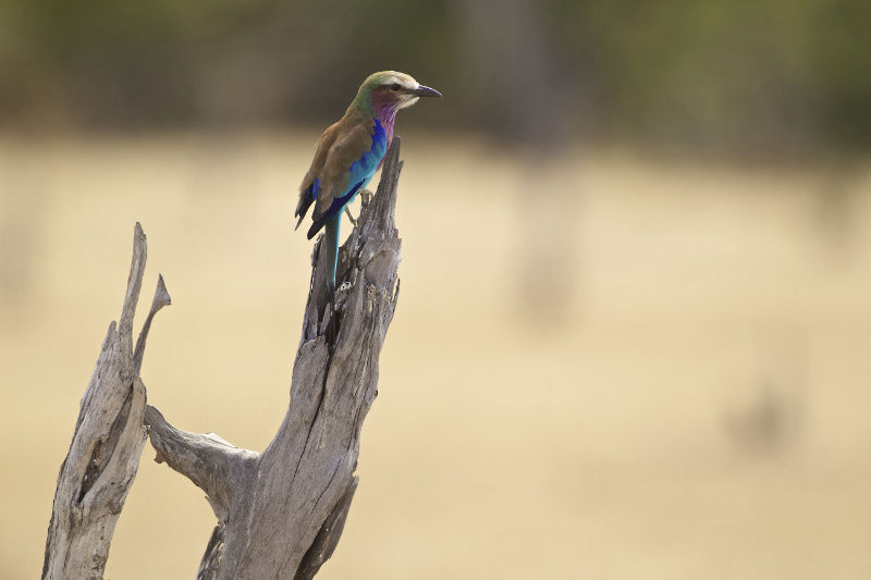 Safari services Zambia