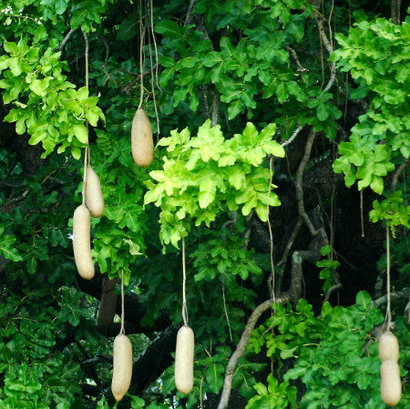 Shades of green in a Kigelia Africana