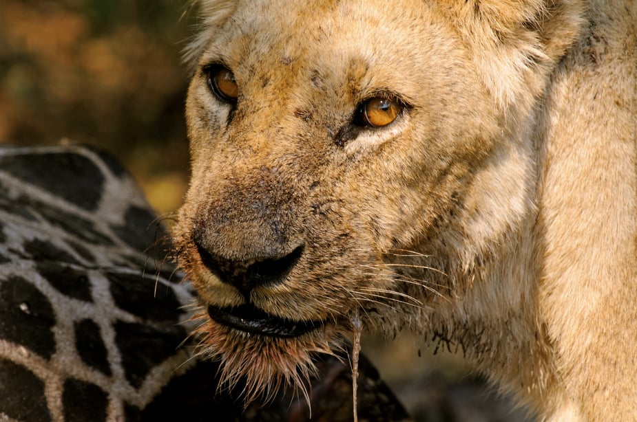 Personal Touch Safaris image 1376