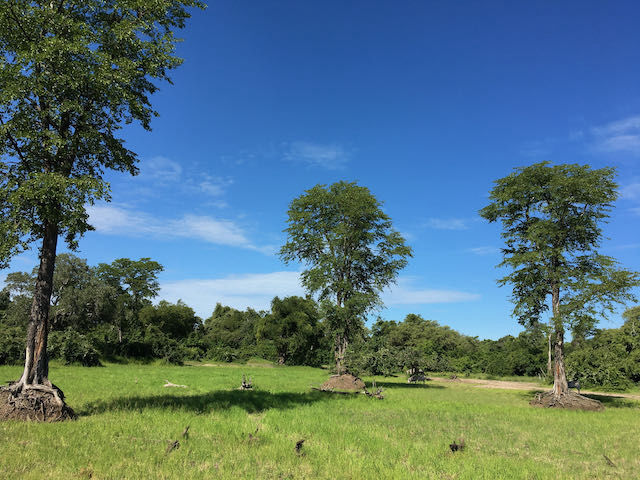 Explore South Luangwa