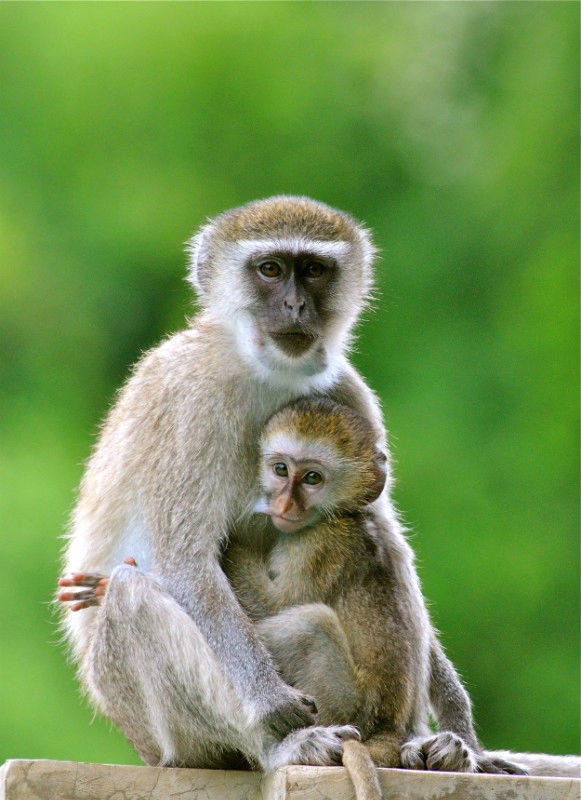 Vervet Monkey