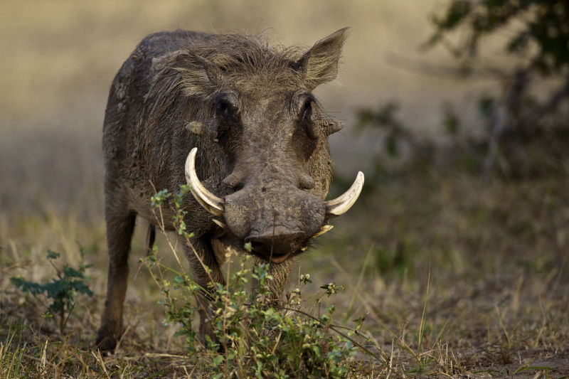 A fully private safari just for you