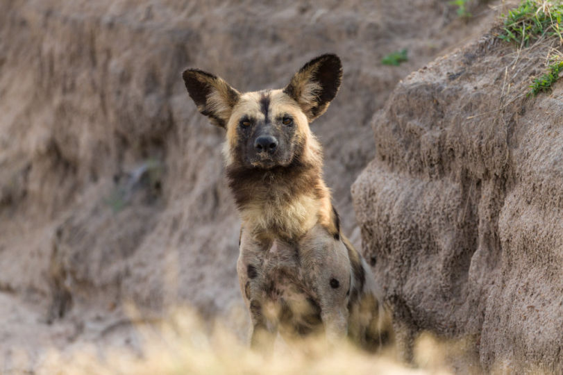 Wilddog of South Luangwa