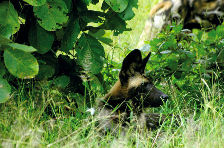 4x4 rental vehicles to explore the emerald season