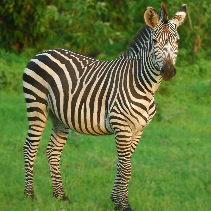 Easy payment solutions to Zambia